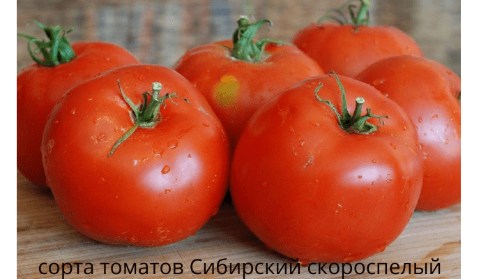сорта томатов Сибирский скороспелый