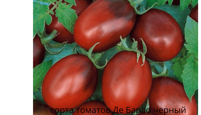 сорта томатов Де Барао черный