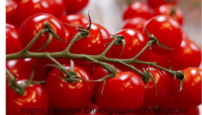 сорта томатов виноградные помидоры