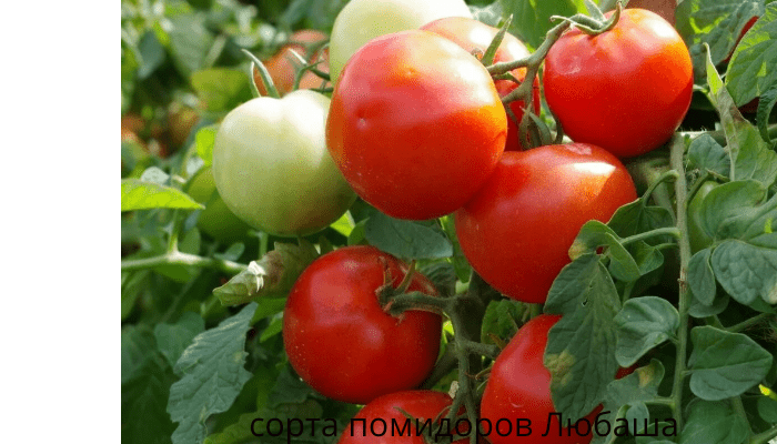 сорта помидоров Любаша