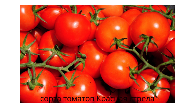 сорта томатов Красная стрела