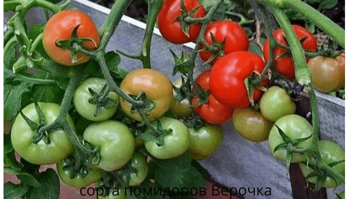 сорта помидоров Верочка