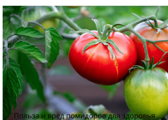 Польза и вред помидоровов для здоровья