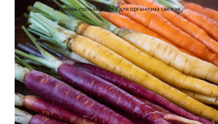 Морковь польза и вред для организма свежая