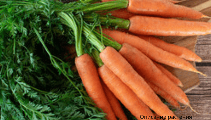 Морковь. Описание растения