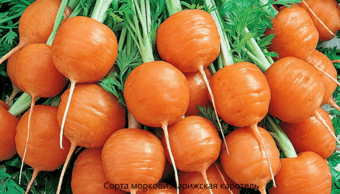 Сорта моркови. Парижская каротель