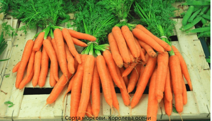 Сорта моркови. Королева осени