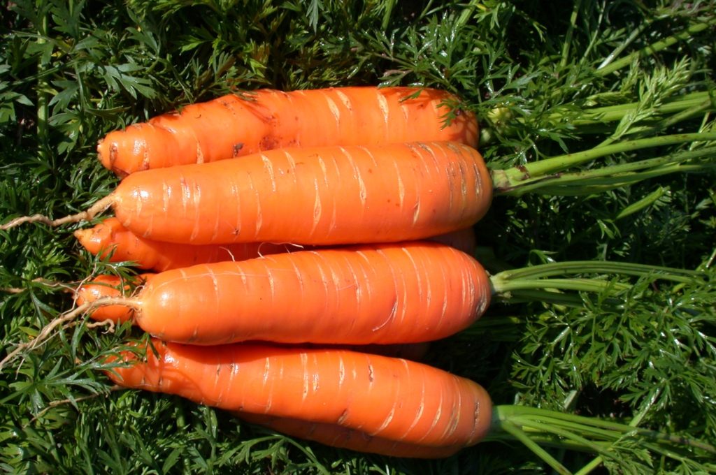 Морковь . Сорта моркови. Нантская