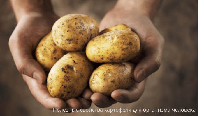 Полезные свойства картофеля для организма человека