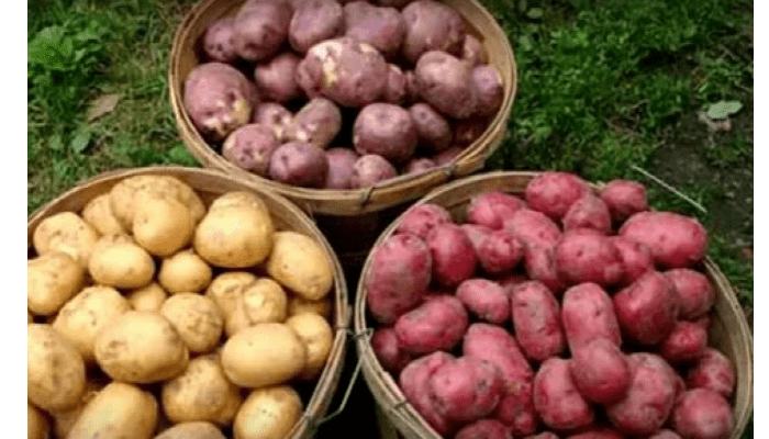 Самые урожайные сорта картофеля