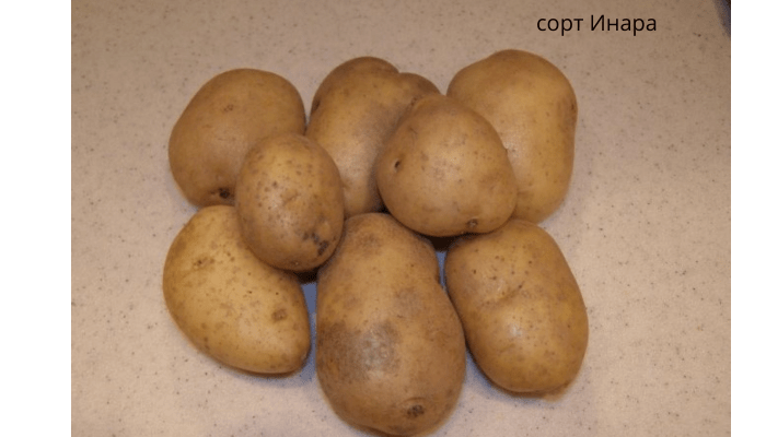  Среднеранние сорта картофеля. Инара