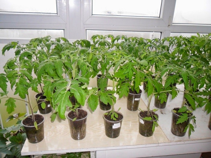 Выращивание рассады томатов в домашних условиях пошагово