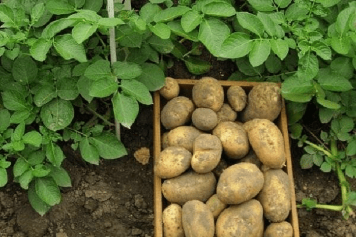 Симптомы проявления фузариозного увядания картофеля. Сорт Удача