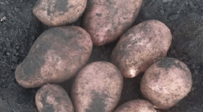 Симптомы проявления фузариозного увядания картофеля
