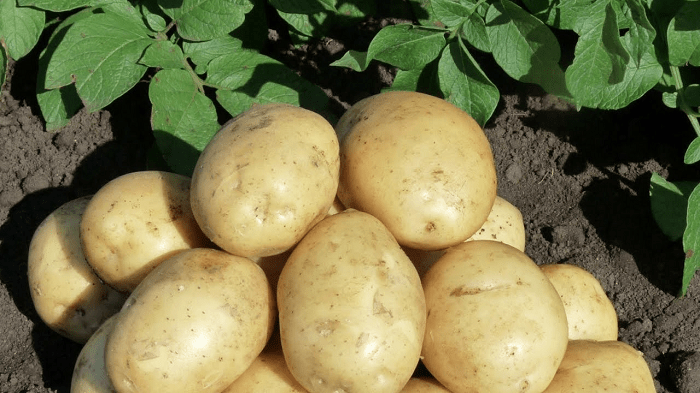 Сорт Гала картофель характеристика