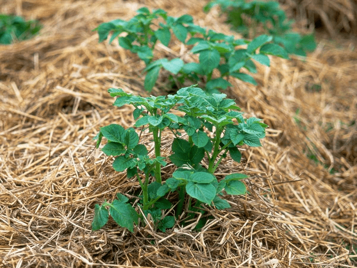 Выращивание картофеля в соломе