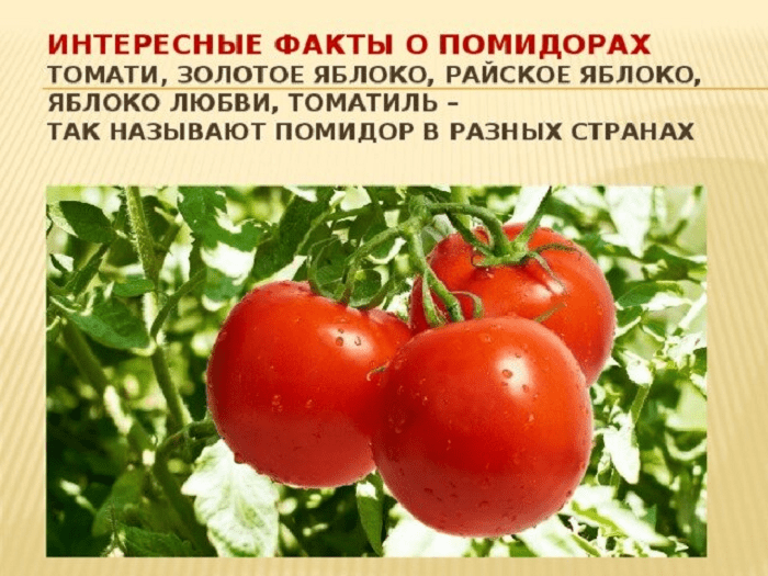 Из истории помидоров