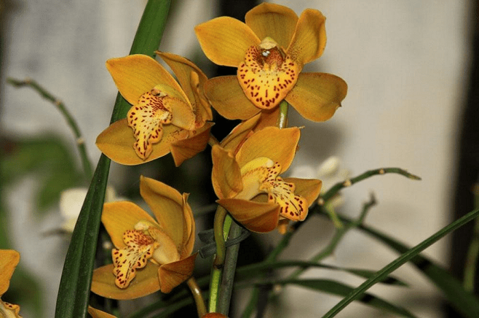 Золотая Орхидея